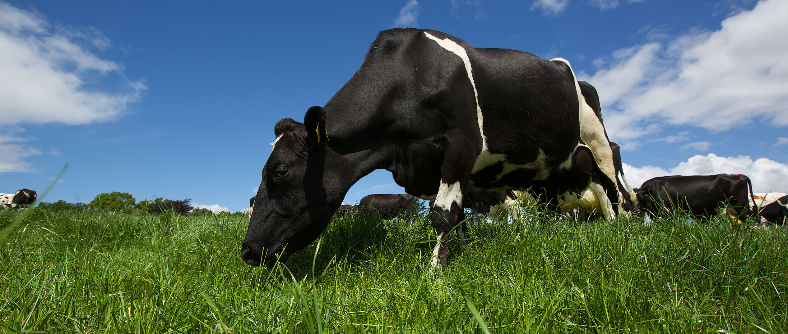 cow-sea